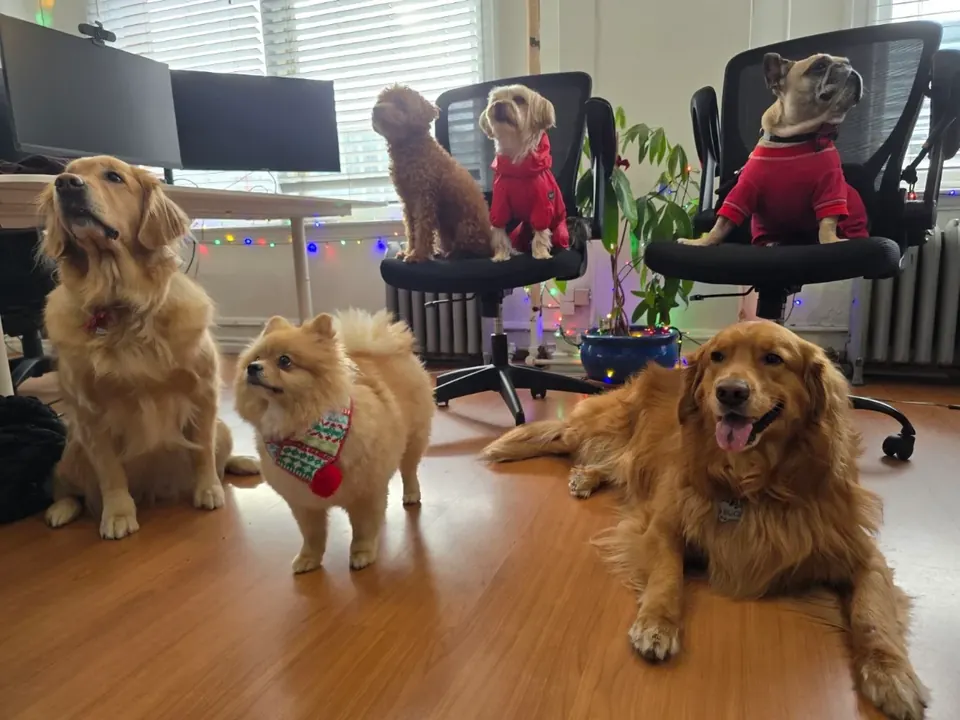The Vireo office dogs in holiday sweaters