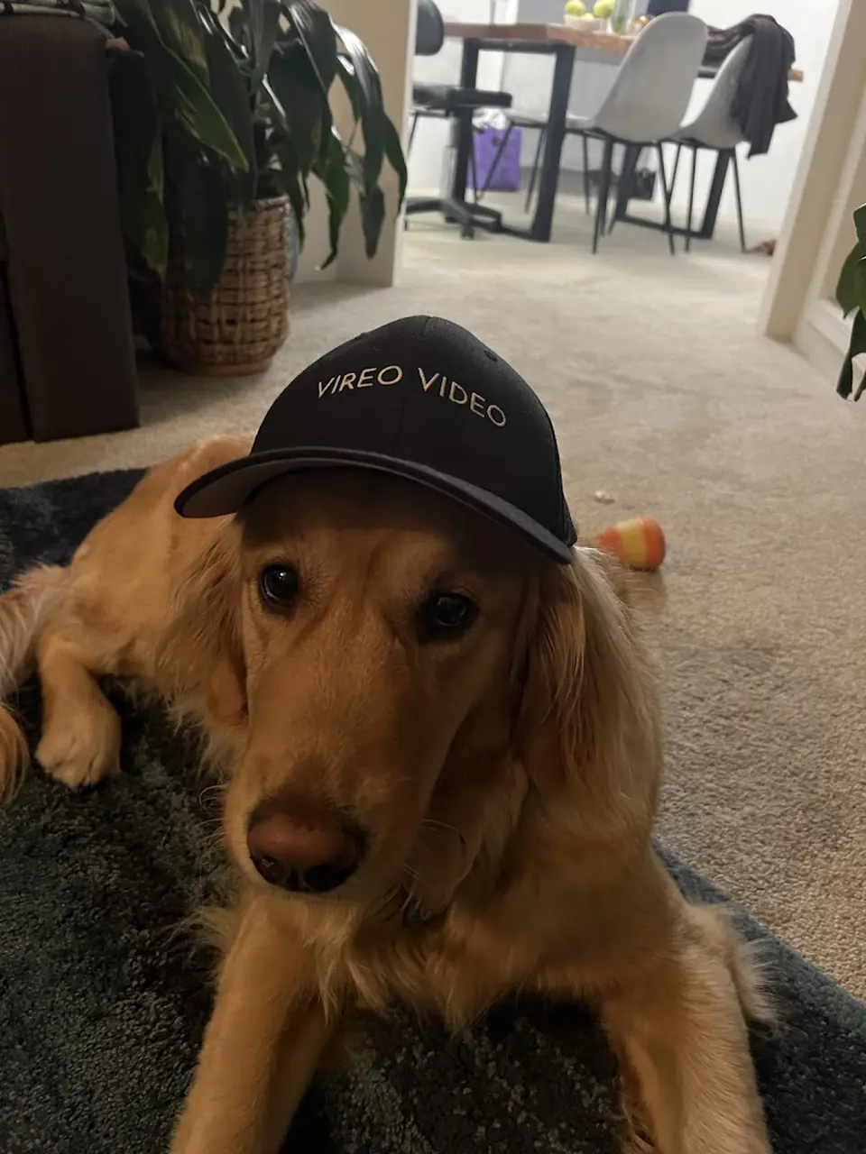 Office dog wearing a Vireo Video cap