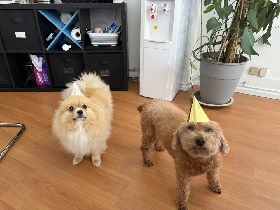 Office dogs, one in a party hat